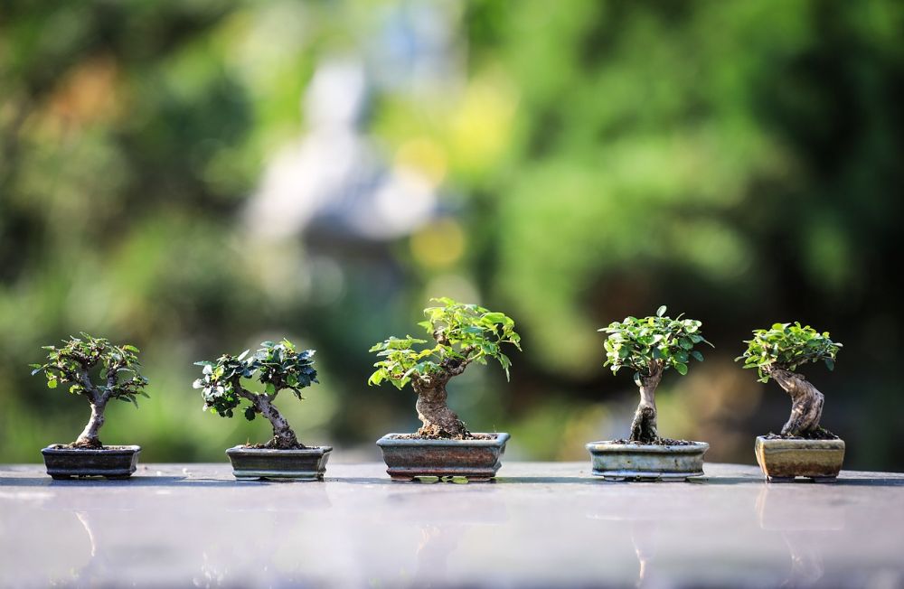 Tipi di bonsai: una guida per orientarti nella scelta